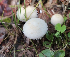 Lepiota clypeolaria