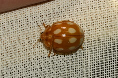 Calvia decemguttata