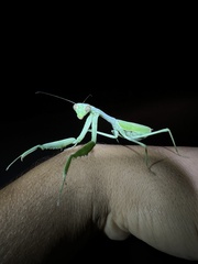 Stagmomantis limbata