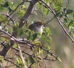 Cisticola chiniana