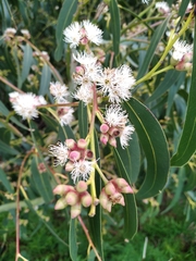 Eucalyptus nitens