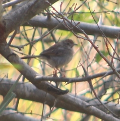Cisticola chiniana