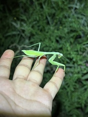 Stagmomantis limbata