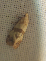 Phalonidia contractana