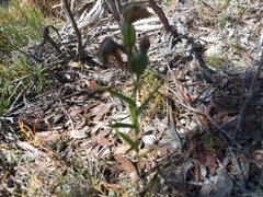 Pterostylis sanguinea