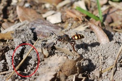 Nomada leucophthalma
