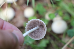Lepiota clypeolaria