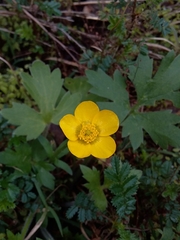 Ranunculus lappaceus