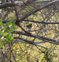 Cisticola chiniana