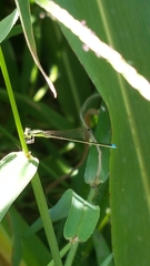 Ischnura asiatica