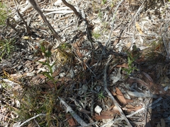 Pterostylis sanguinea