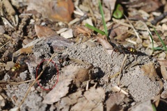 Nomada leucophthalma
