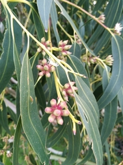 Eucalyptus nitens