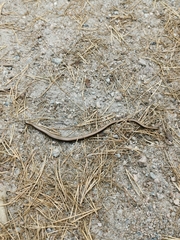 Anguis fragilis