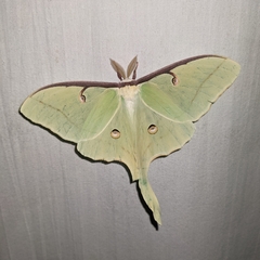 Actias luna