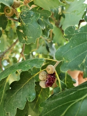 Andricus dentimitratus