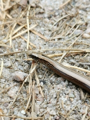 Anguis fragilis