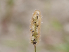 Setaria pumila