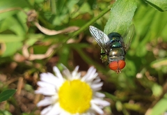 Chrysomya megacephala
