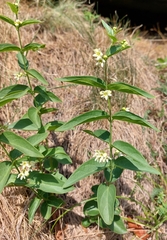 Vincetoxicum hirundinaria