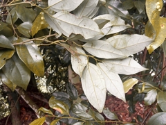 Cryptocarya chinensis
