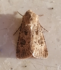 Agrotis bigramma