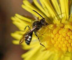 Nomada obscura