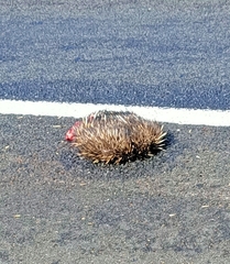 Tachyglossus aculeatus