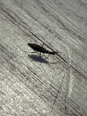 Heterotoma planicornis