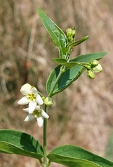 Vincetoxicum hirundinaria