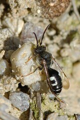 Nomada obscura