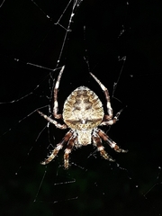 Araneus angulatus