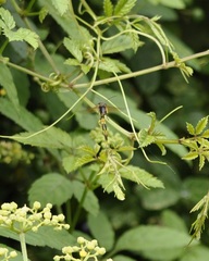 Sceliphron madraspatanum