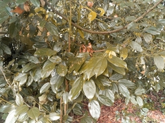 Cryptocarya chinensis