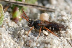 Nomada obscura