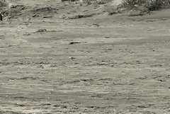 Charadrius obscurus aquilonius