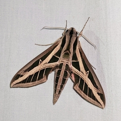Eumorpha fasciatus