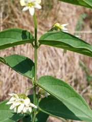 Vincetoxicum hirundinaria