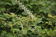 Sceliphron madraspatanum