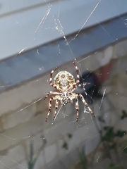 Araneus angulatus