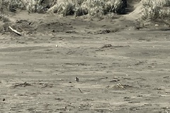 Charadrius obscurus aquilonius