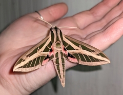 Eumorpha fasciatus