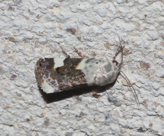 Acontia lucida