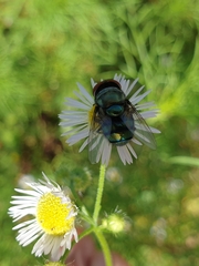 Chrysomya megacephala