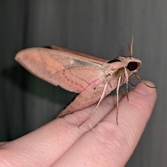 Eumorpha fasciatus