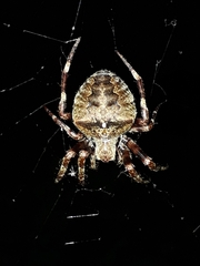 Araneus angulatus
