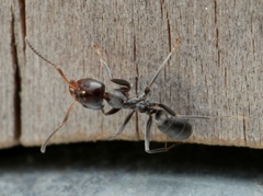 Iridomyrmex