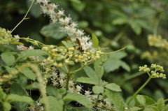 Sceliphron madraspatanum