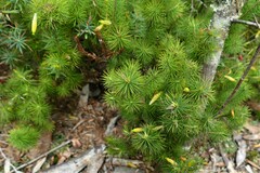 Stenanthera pinifolia