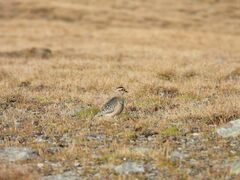 Charadrius morinellus